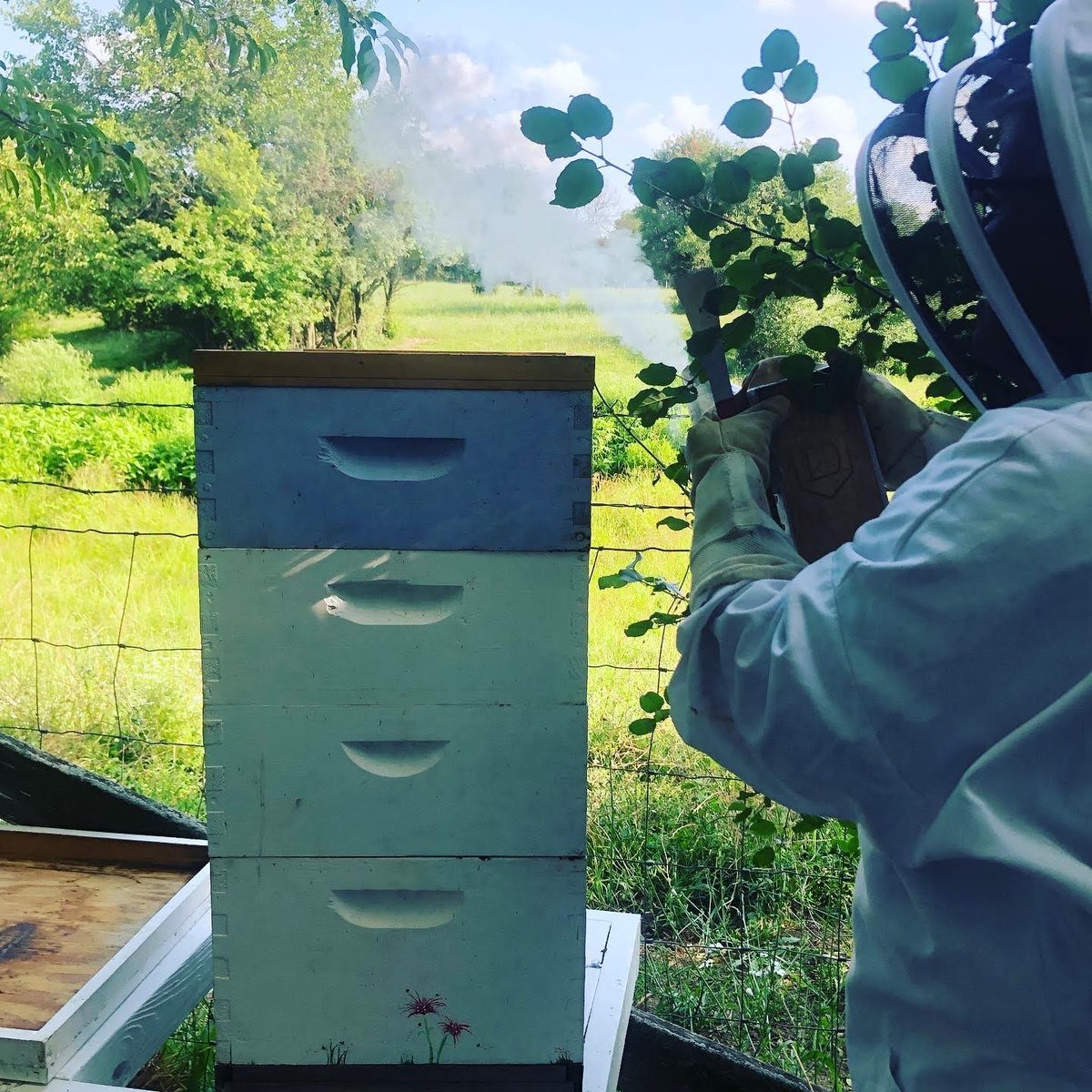 TrueNorth804's tweet image. Through the cooperative partnership b/w #TrueNorth804 and Wagner Farm known as Be@theFarm, student farmers plan &amp;amp; care for sensory gardens and community supported agriculture fields. They help with livestock chores and new this year, care for a colony of bees and harvest honey!🐝