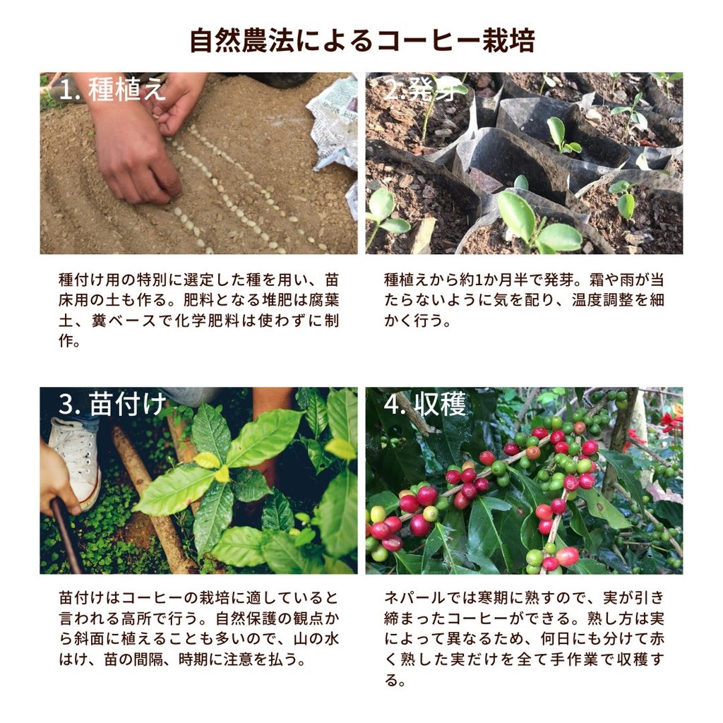 Farmers_Passion's tweet photo. seed to cup.
種から一杯のコーヒーまで責任をもちます。
真っ赤な完熟豆だけを使ったコーヒー。
味は言わずもがな
ドリップした時の豆の膨らみ、
香りが全く違います。
ぜひ試してほしいです😊
https://t.co/JNffgm3nLO
#エシカル #サステナブル
#molcafe https://t.co/KSbXH1ZDAw