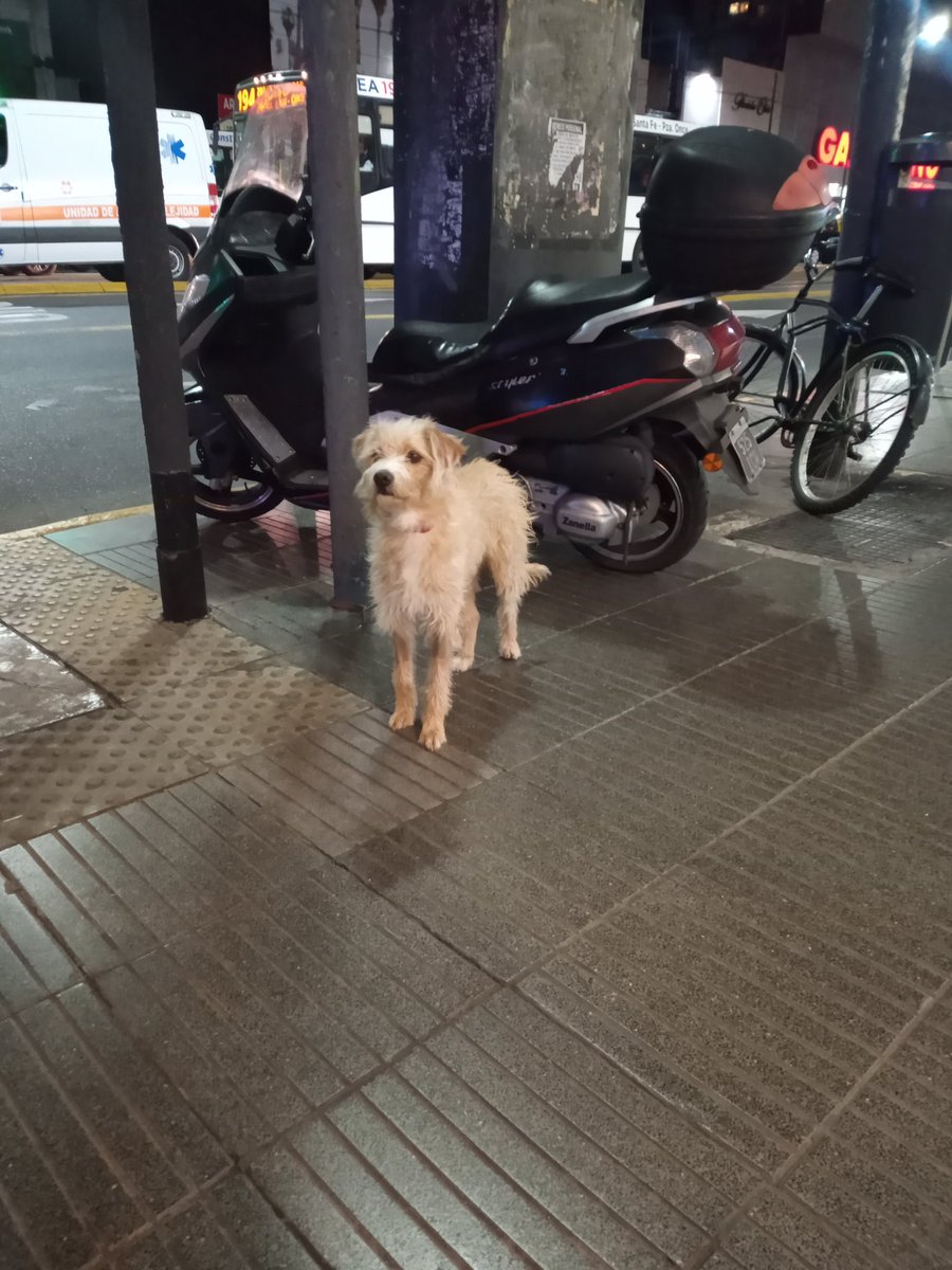 mmrimoldi's tweet photo. Este perrito está atado a un poste en Cabildo y Juramento, aparentemente abandonado, esperando que lo vengan a buscar, pueden circular? https://t.co/7J0QTQvcJn