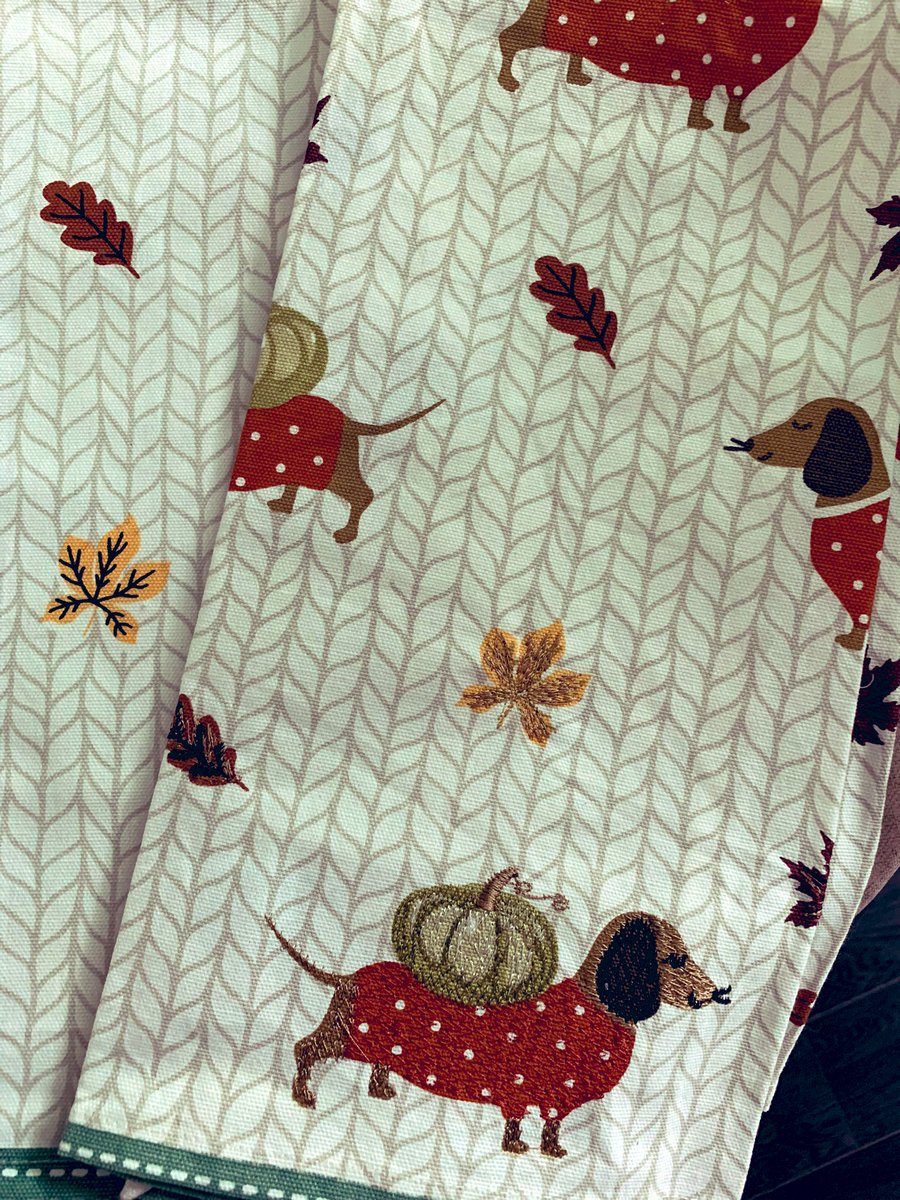 Brownie the Dachshund 🌈 tweet media