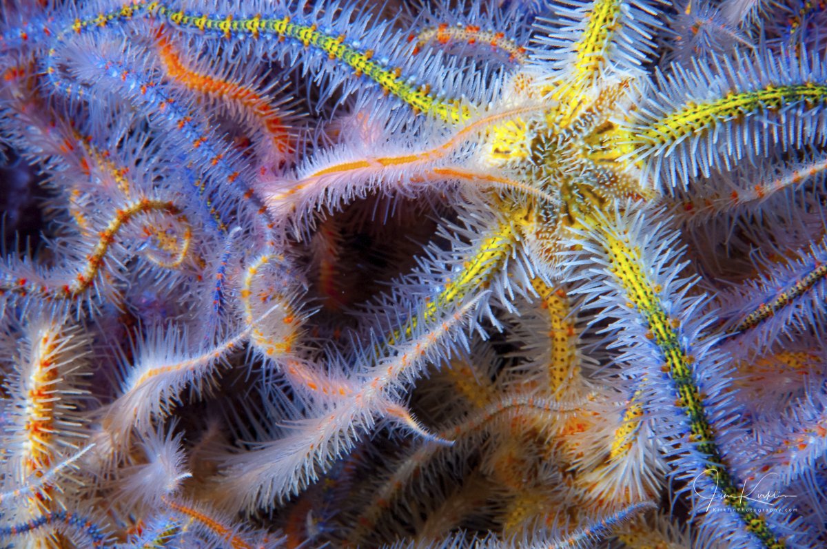 A close look at part of a carpet of colorful brittle stars down in the Channel Islands #PhotoOfTheDay #Underwater #UnderwaterPhotography #Scuba #ScubaDiving #Diving #CaliforniaDiving #ChannelIslands #Starfish #BrittleStar #ReefLife #SantaCruzIsland #DailyPhoto #ColdwaterDiving