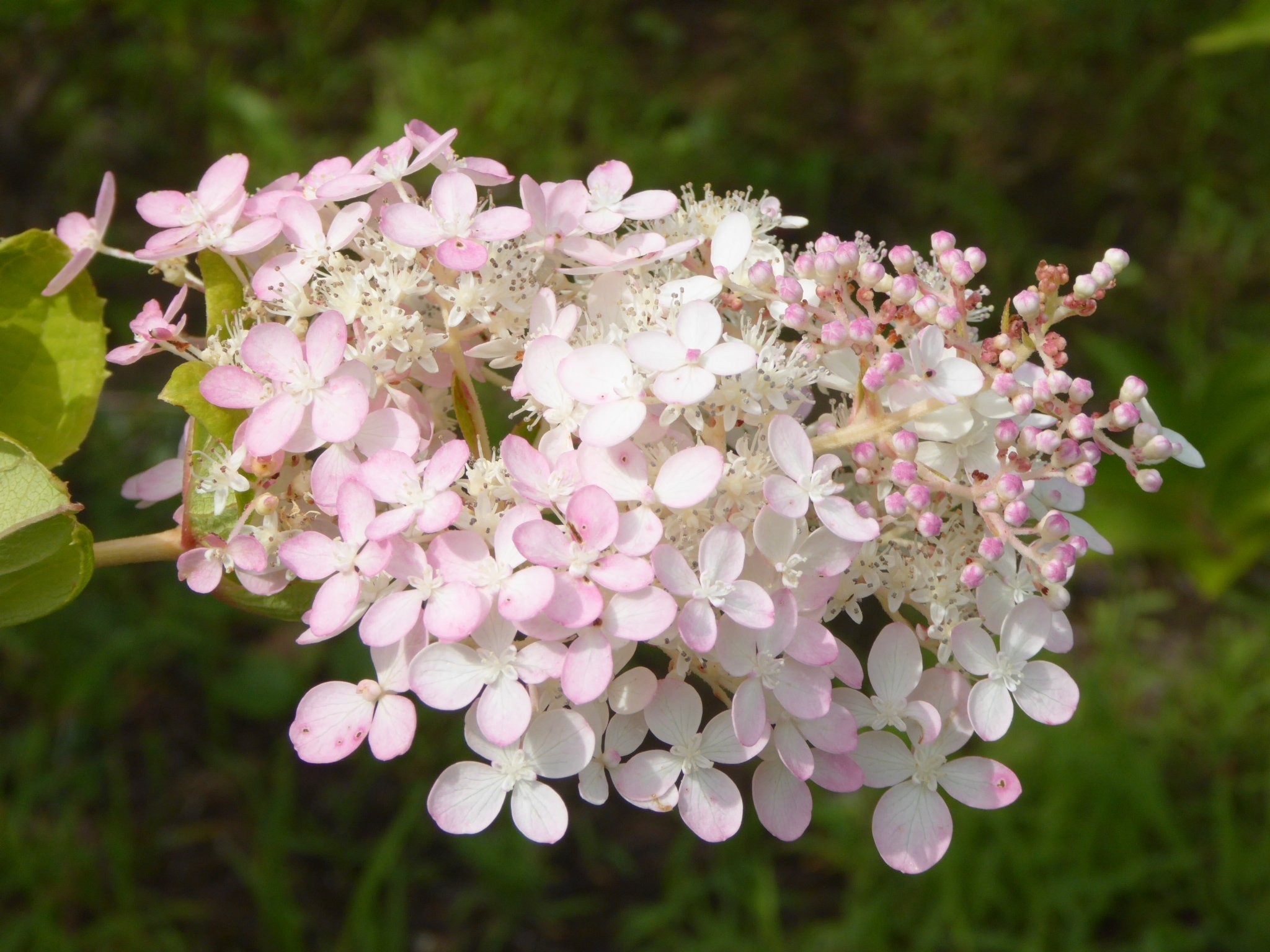 ミナヅキ Twitter Search Twitter