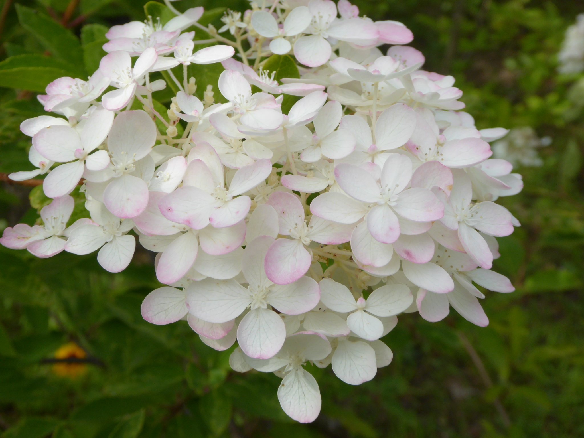 ミナヅキ Twitter Search Twitter