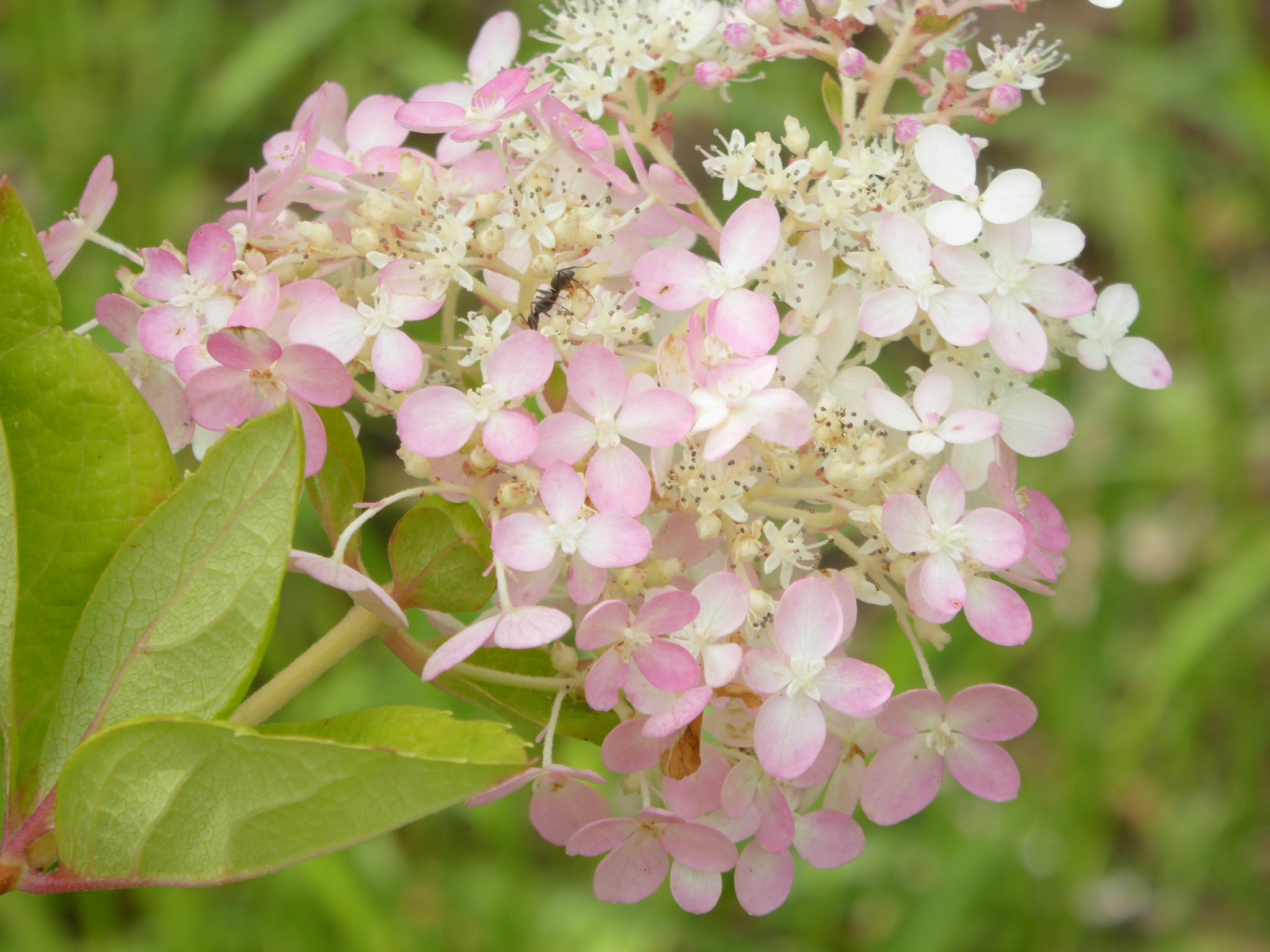 ミナヅキ Twitter Search Twitter