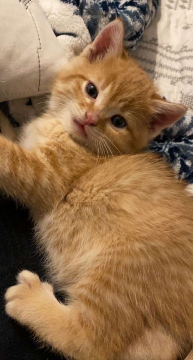 This is Geoff, show me ur cats