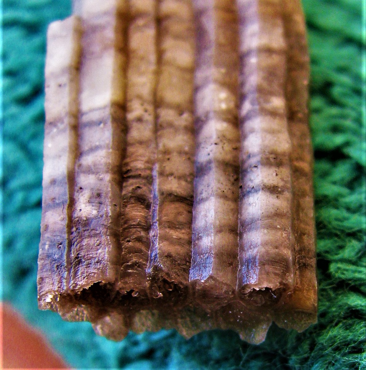 Eurypterus's tweet image. Favosities: The Honeycomb Coral.
The Middle #Devonian #Tabulate Coral #Favosites. These are from the Hamilton Group of formations in Western New York. Large intact specimens come from the Tichenor Limestone &amp;amp;  Jaycox Coral Bed at #PennDixie.org
Is #CoralWednesday really a thing?