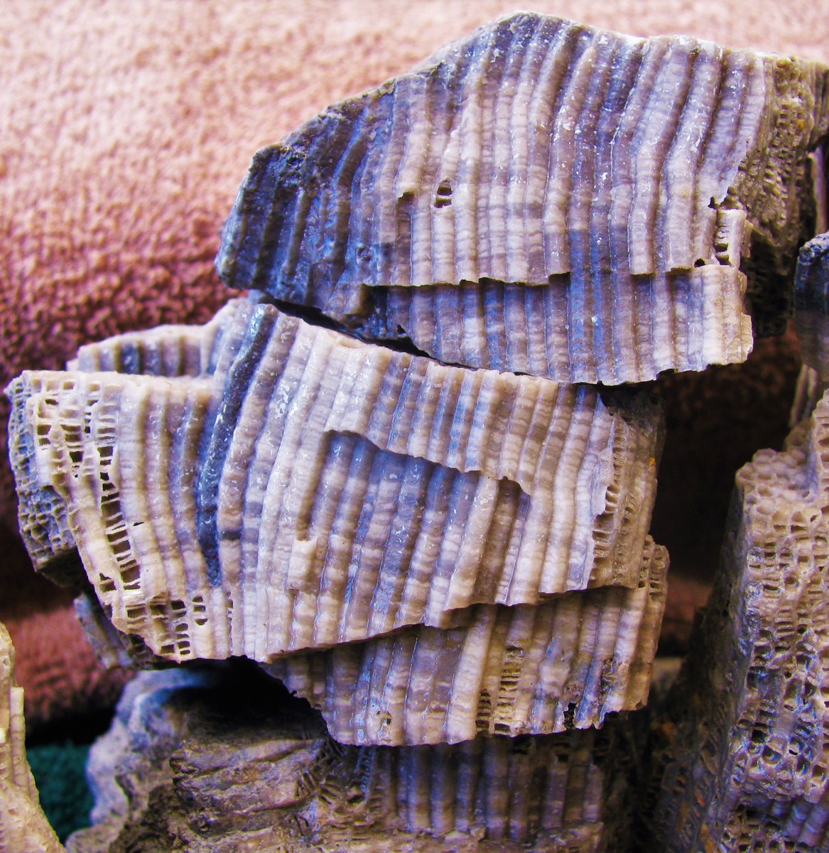 Eurypterus's tweet image. Favosities: The Honeycomb Coral.
The Middle #Devonian #Tabulate Coral #Favosites. These are from the Hamilton Group of formations in Western New York. Large intact specimens come from the Tichenor Limestone &amp;amp;  Jaycox Coral Bed at #PennDixie.org
Is #CoralWednesday really a thing?