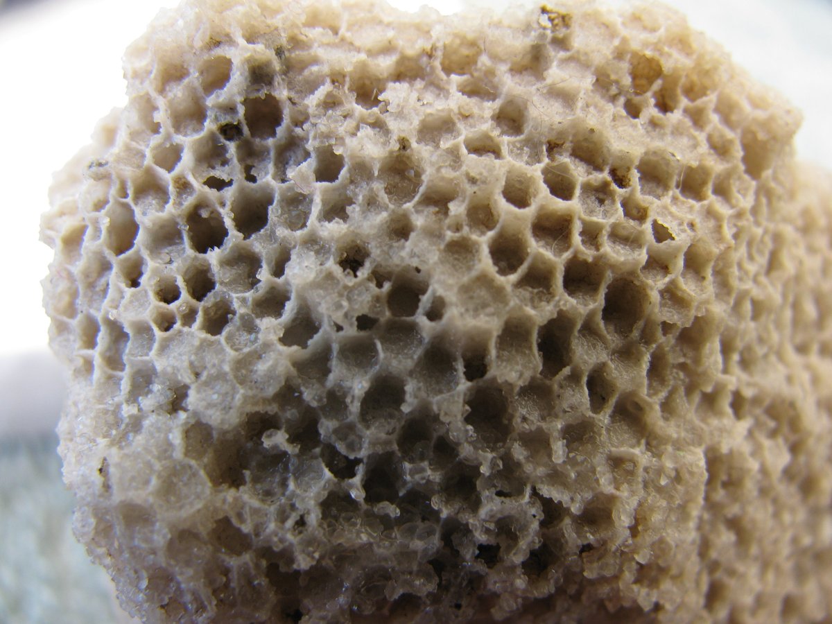 Eurypterus's tweet image. Favosities: The Honeycomb Coral.
The Middle #Devonian #Tabulate Coral #Favosites. These are from the Hamilton Group of formations in Western New York. Large intact specimens come from the Tichenor Limestone &amp;amp;  Jaycox Coral Bed at #PennDixie.org
Is #CoralWednesday really a thing?