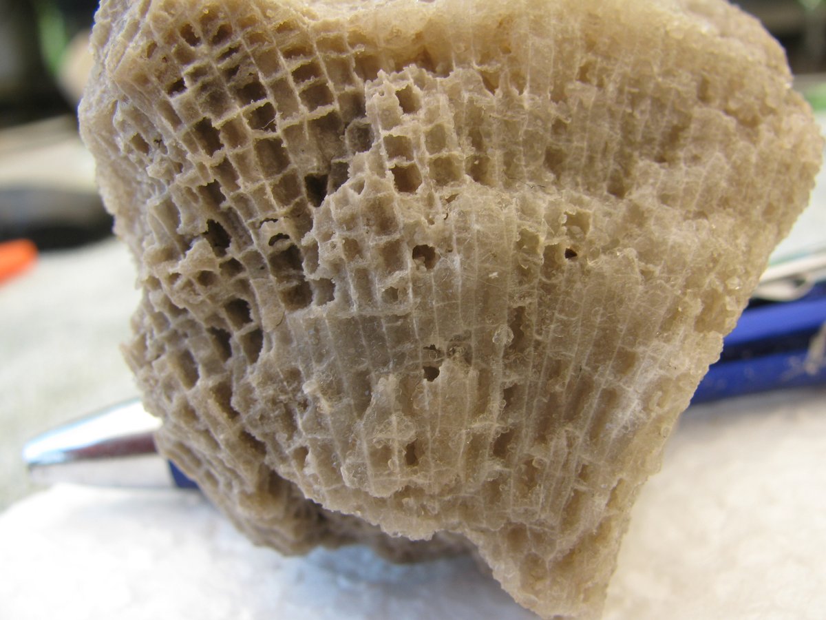 Eurypterus's tweet image. Favosities: The Honeycomb Coral.
The Middle #Devonian #Tabulate Coral #Favosites. These are from the Hamilton Group of formations in Western New York. Large intact specimens come from the Tichenor Limestone &amp;amp;  Jaycox Coral Bed at #PennDixie.org
Is #CoralWednesday really a thing?