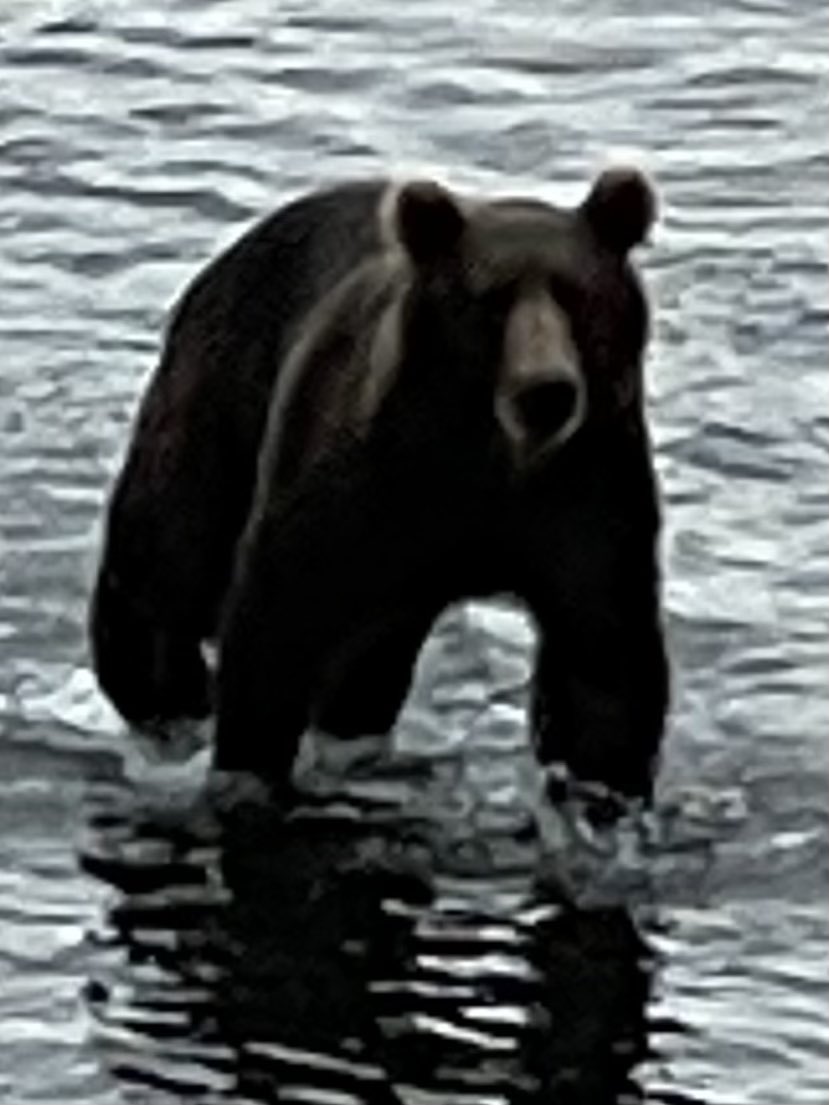 DonedigginCraig's tweet photo. Wrapped up our Alaska trip with a couple days on Kodiak Island. Loaded up on halibut and saw some huge bears. #trophytuesday @AverageHunter https://t.co/23w2ya4ww2