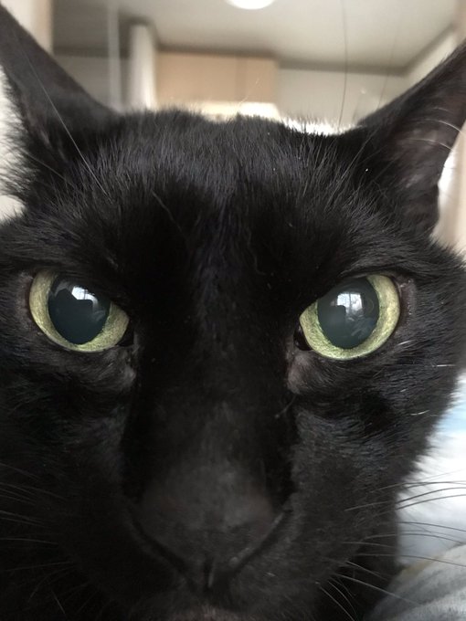 保護猫 高画質 のtwitterイラスト検索結果 古い順