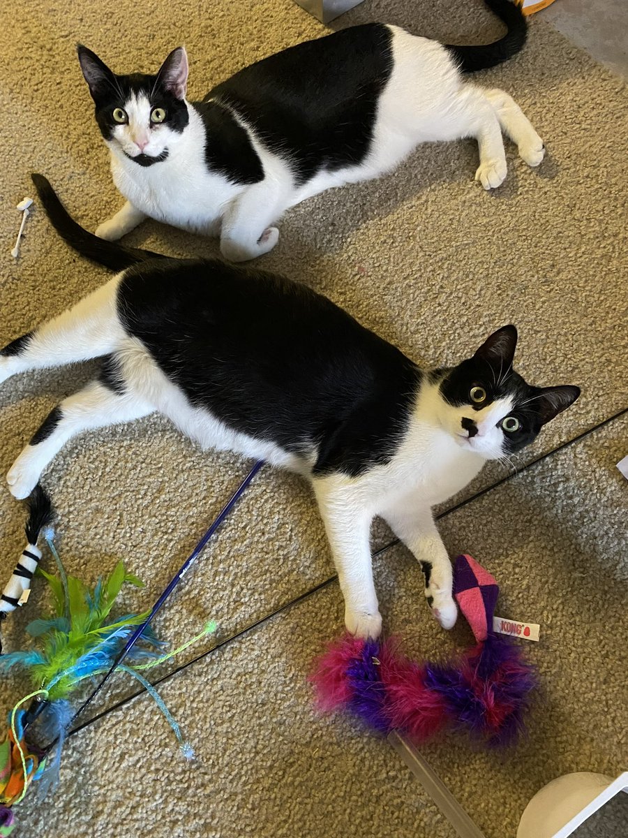FurbuttsT's tweet photo. Hi Everyone! Sorry we disappeared for so long. We moved, to a nicer apartment with big windows for watching birdeez. It’s a quieter &amp; safer neighborhood. We also turned 1 while we were away. Mommy says we are big and handsome now. We’ll try to be on more now. Love to all. https://t.co/juSjtgeSAX