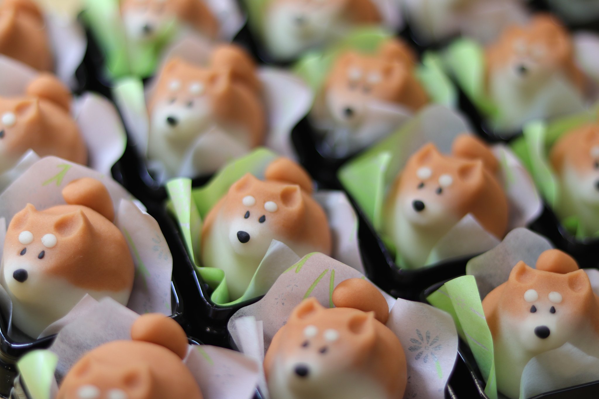 和菓子職人 三宅 正晃 犬種の人気ランキング１位は相変わらず柴犬みたいですね T Co Esetyvcpgh Twitter