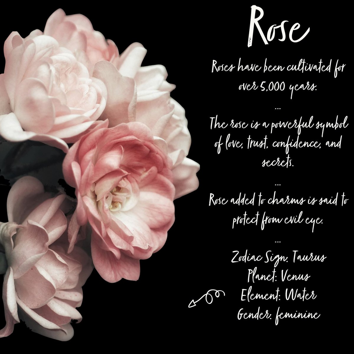 The rose is a rose from the time it is a seed to the time it dies. Within it, at all times, it contains its whole potential. It seems to be constantly in the process of change: Yet at each state, at each moment, it is perfectly all right as it is. – Paulo Coelho