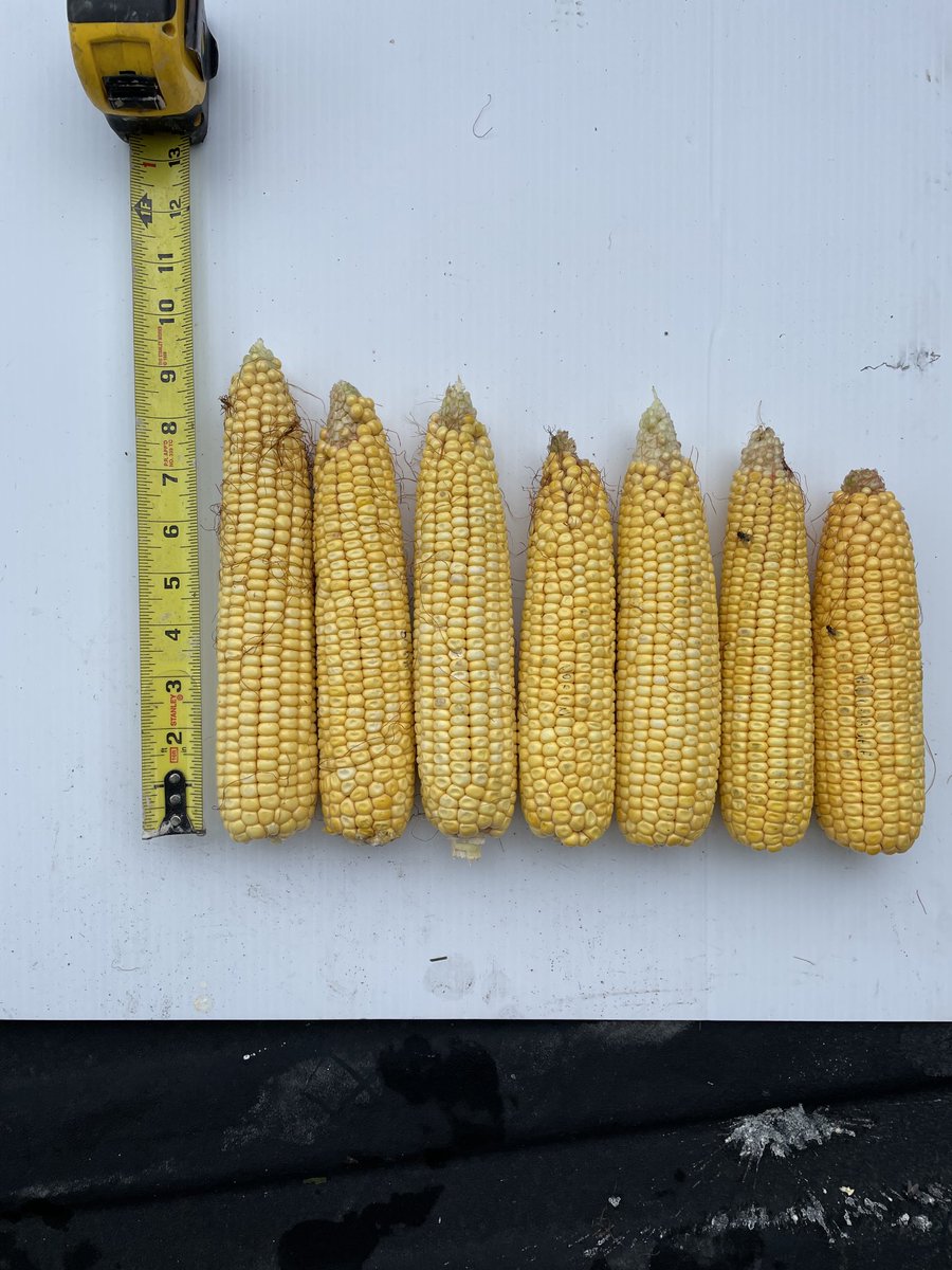 Ontario yield tour today in Stormont County. 7 farms samples. Average cob from each farm. #farms.com, #greenfieldglobal, #corn,#onyield21