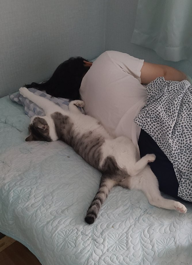아침에 일어나보니 고양이들이 하나도 없어서 (원래 보통 다 나랑 잠) 동생방 가봤더니 조랭이가 동생 침대 한가운데에서 자고있었음ㅋㅋㅋㅋ 새벽 네시에 울어서 동생이 밥줬대.. 밥준사람에게 고양이가 보은해주었구나