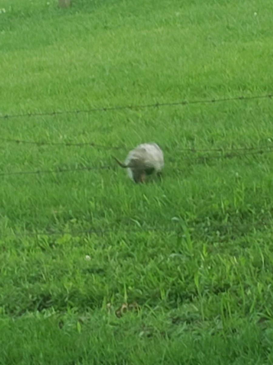 possumgoo's tweet photo. ALERT ! possum in my yard ! possum in my yard ! https://t.co/lPvl35zwD2