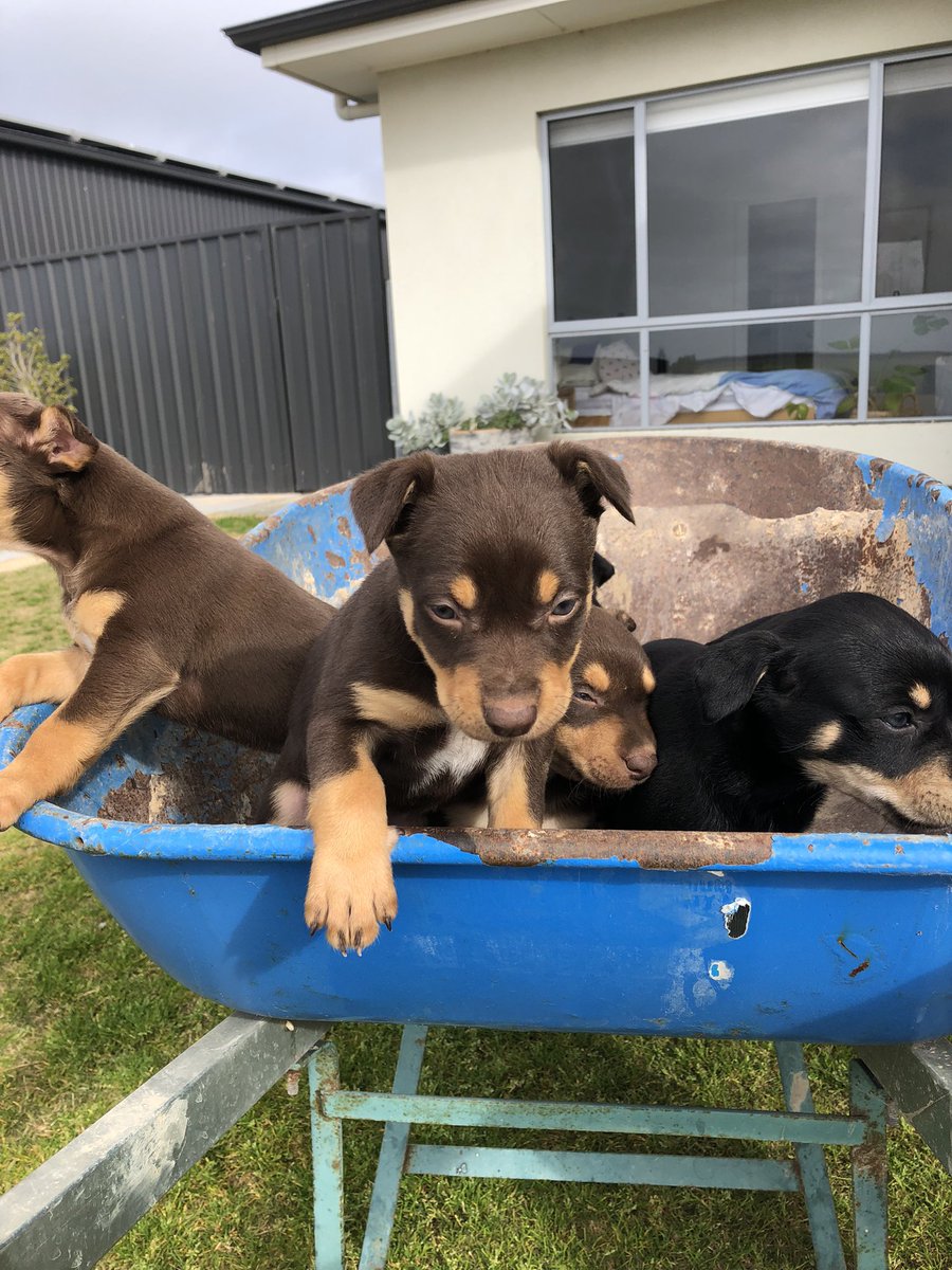 RidgwayMerinos's tweet photo. We have 3 well-bred kelpie pups up for grabs. Both parents are used on farm and Ridgway and are great all-rounders. 2 female black and tan and 1 male red and tan. Contact Matt 0439460554. DACO199992 https://t.co/V1akcrpmkJ