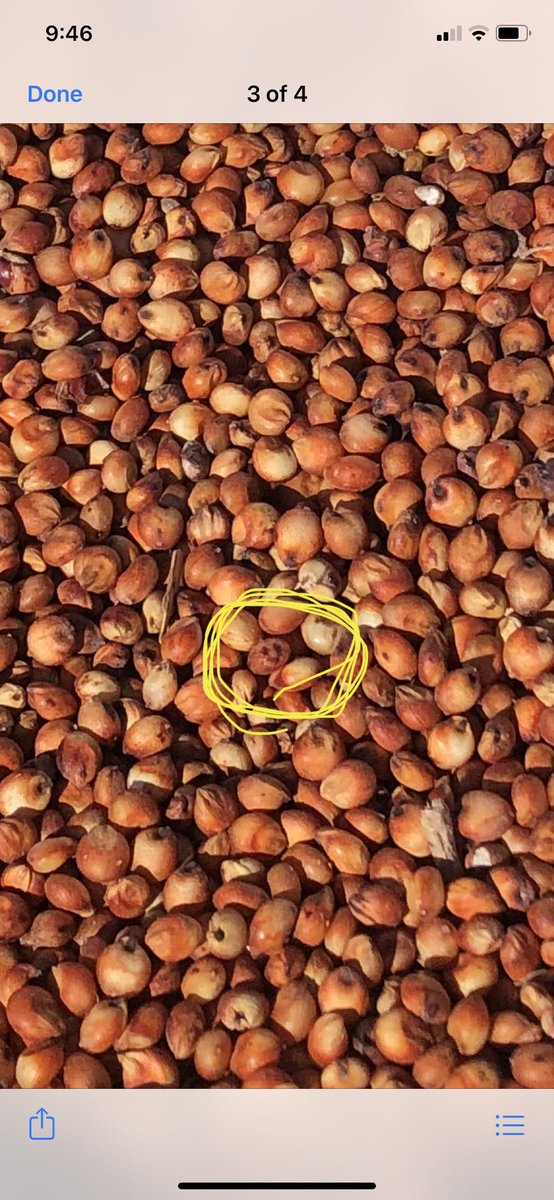 Had to share this one. 20/21 Sorghum harvest started early January and is still yet to complete. Drought, Floods, Mice Droppings, Sprouting, Field Fungus, Container issues - I’m sure I’ve forgotten something. Picture below this morning suggests I’m finally losing it 😂😂