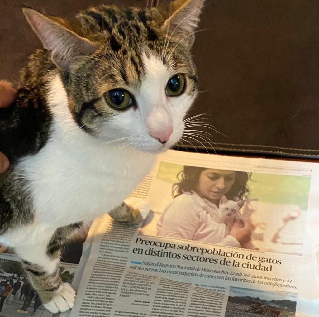 jcacostat's tweet photo. El también está preocupado por la noticia #gatitos #tocshow #BuenosDiasTVN Merito https://t.co/9YbbvzXb1I