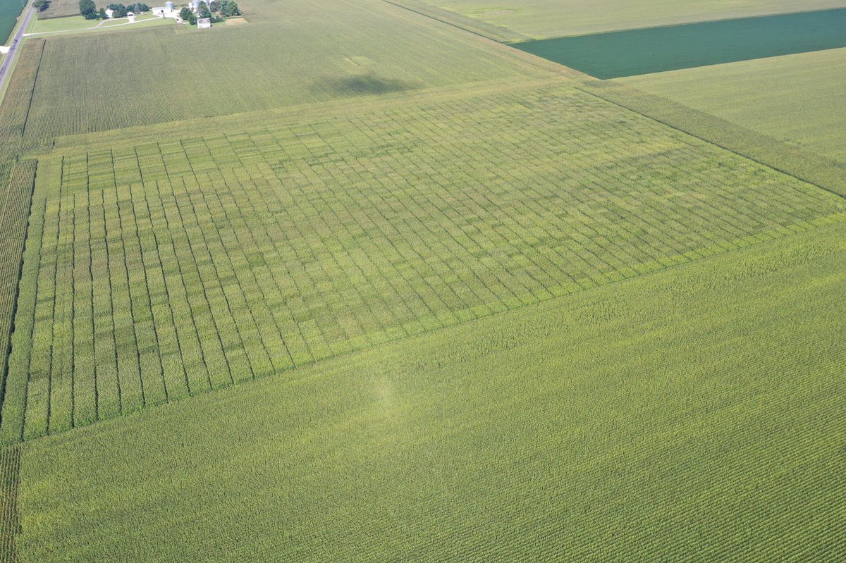 MaggartDan's tweet photo. Beck’s Choice trail and small plot research on corn…Jacksonville, IL. https://t.co/lNm1mRT68X