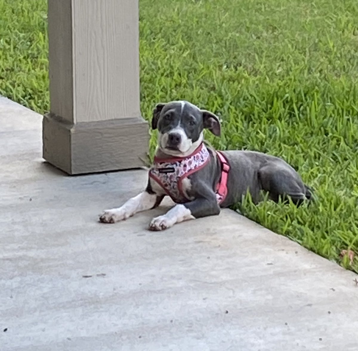 marievalverde6's tweet photo. Gracie says … “ Dog days of summer are over” !!!!! #animallovin @cecheetahs #twitterchallege @CimarronElem https://t.co/wp7FODMYy0
