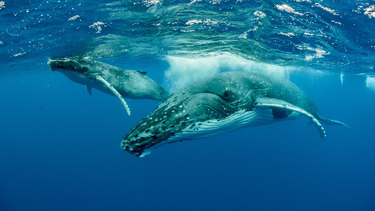 It's Whale Wednesday! Celebrate with a great cup of #coffee and these two #humpbacks. Fresh out, get some here @ Amazon bit.ly/wbaugsale