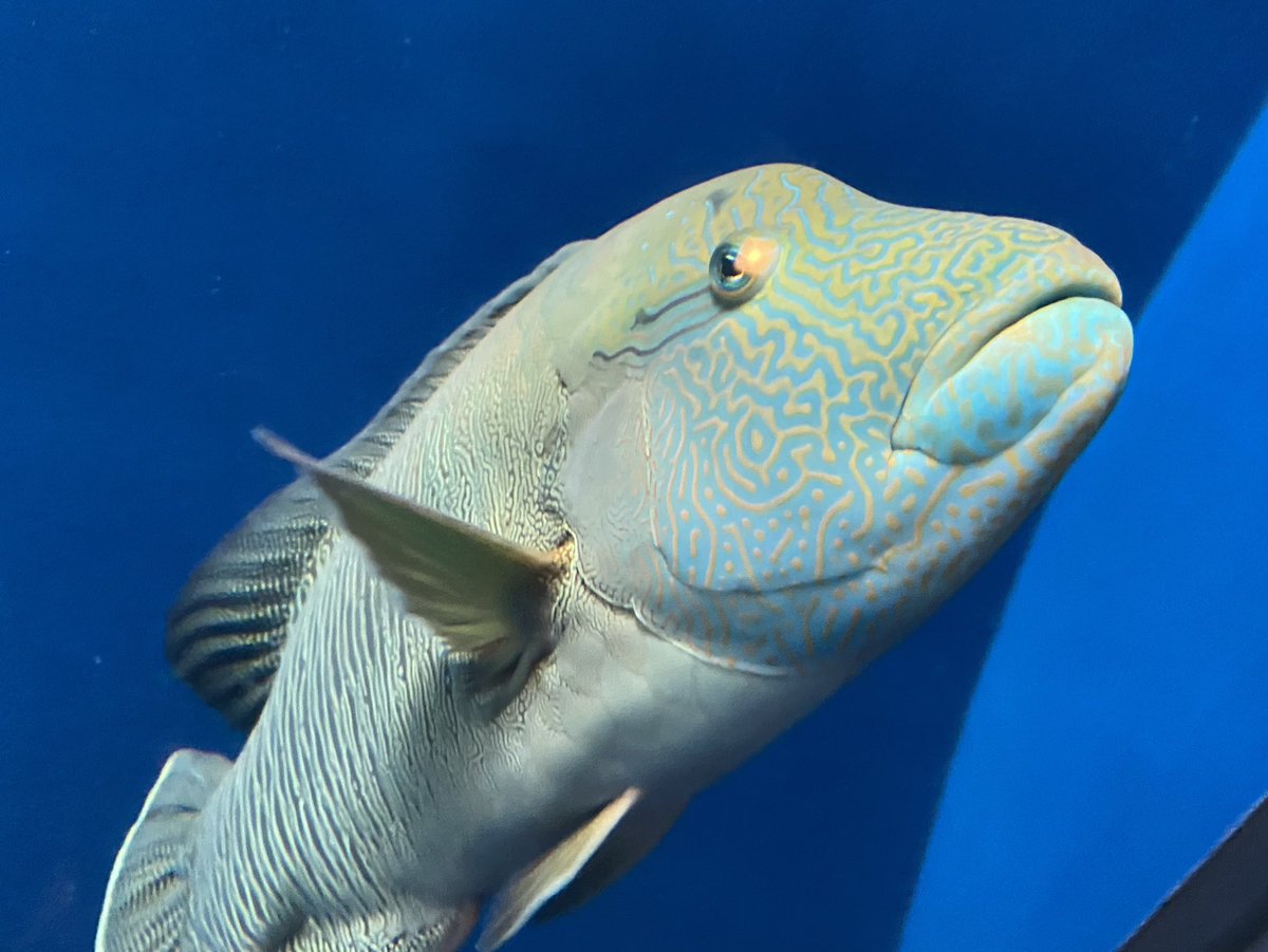 クリスタル置物BlueTangfishナンヨウハギ】魚フィッシュかわいい青黄