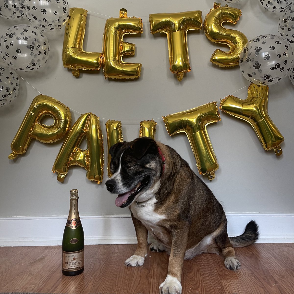 Murphy Eugene, at your service 🤗 I'm All 4 Paws' blind, chubby, and veryyyy silly mascot 🤪My fur-ends at All 4 Paws are throwing a big PAWTY on September 18th, and you’re invited! This night is sure to be a howling good time!all4pawsrescue.com/benefit