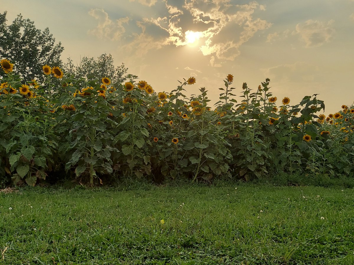 lattinfarms's tweet photo. We want to share some sun! Sun-flowers that is! Come by and get your free sunflower. One person customer, so we can share as must as possible! We also have varying deals on bundles. Offer is open until the end of the season.🌻😊 https://t.co/wHV5fLA2GP