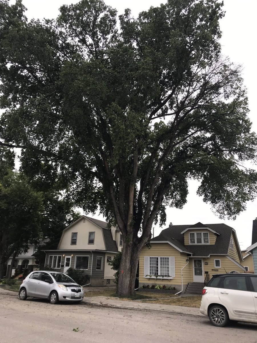 hey_sunshine23's tweet photo. I’ve shared this tree many times for #ThickTrunkTuesday, but it’s now evident that I won’t have the privilege of doing that past this summer. #DED #Elm #SaveOurCanopy https://t.co/eM2kxdxT8I
