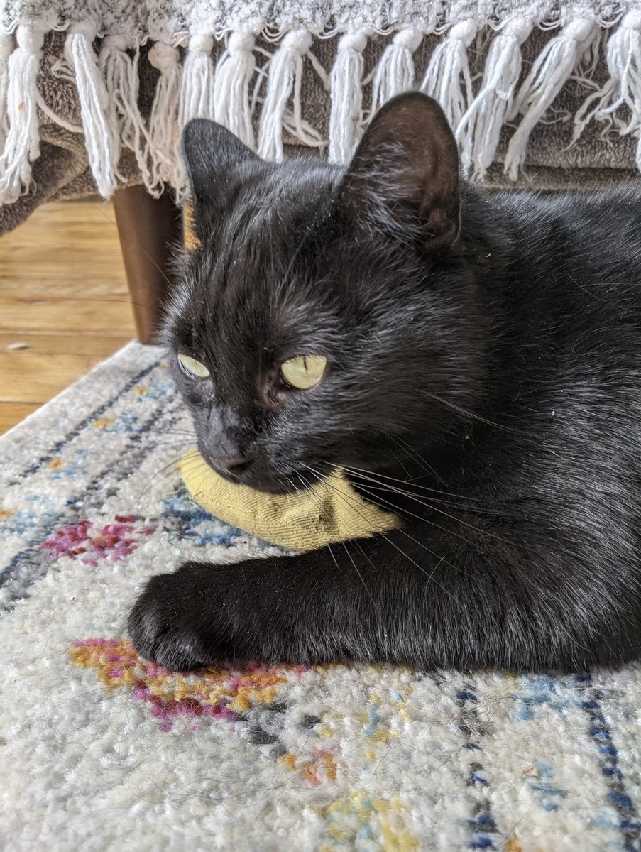 lindzgoss's tweet photo. It's Lucy.😼😻 #BlackCatAppreciationDay #heygirl #HeyLu #BossLady https://t.co/ZedGaU0IYY