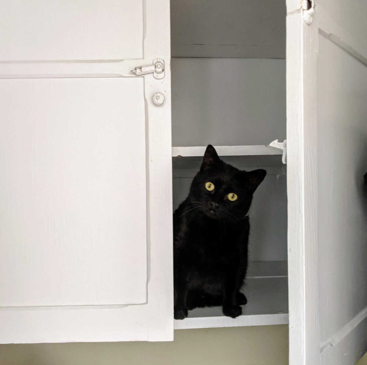 lindzgoss's tweet photo. It's Lucy.😼😻 #BlackCatAppreciationDay #heygirl #HeyLu #BossLady https://t.co/ZedGaU0IYY