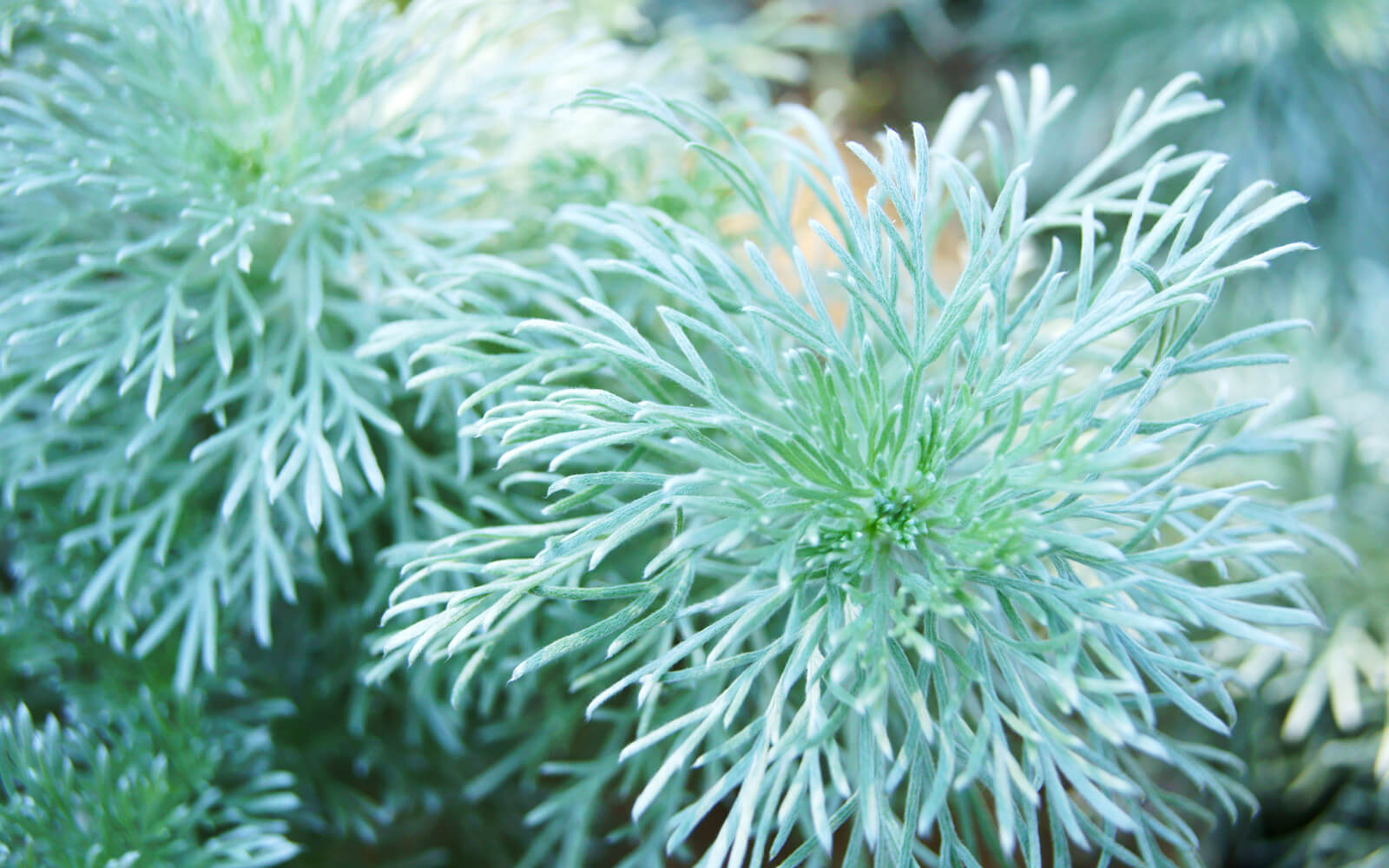 暦生活 こよみせいかつ 10周年 アサギリソウ 美しい雰囲気の植物です 植物では アサギリソウ 朝霧草 というキク科ヨモギ属の植物があります 岩場に自生する日本原産種で 細い銀白色の葉がふんわりと煙るように見えることから この名があります