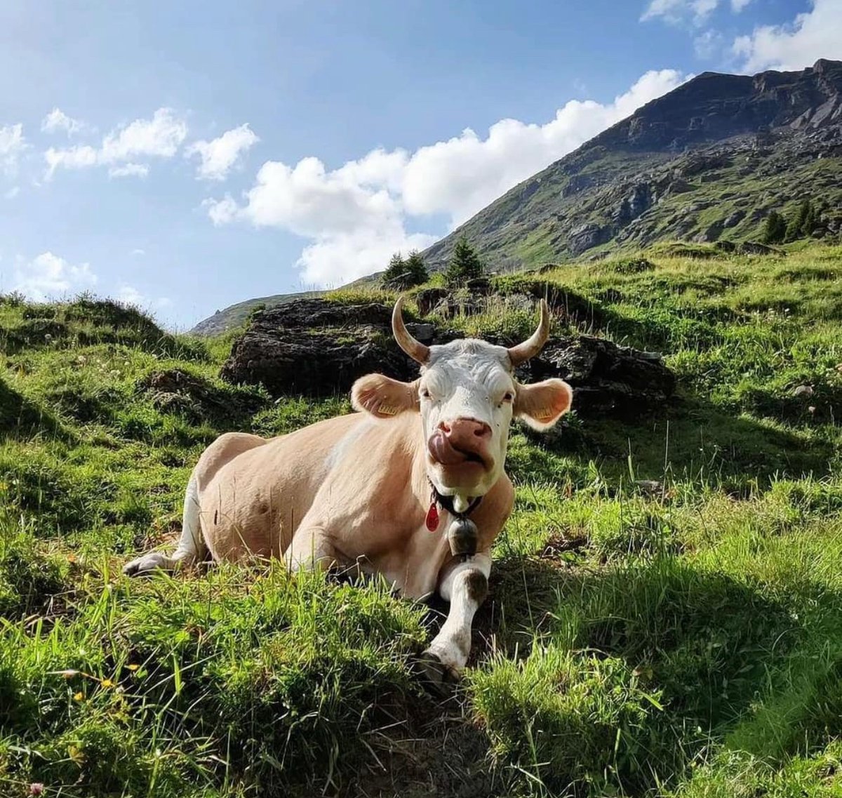 hourly cows (@hourlycows_) on Twitter photo 