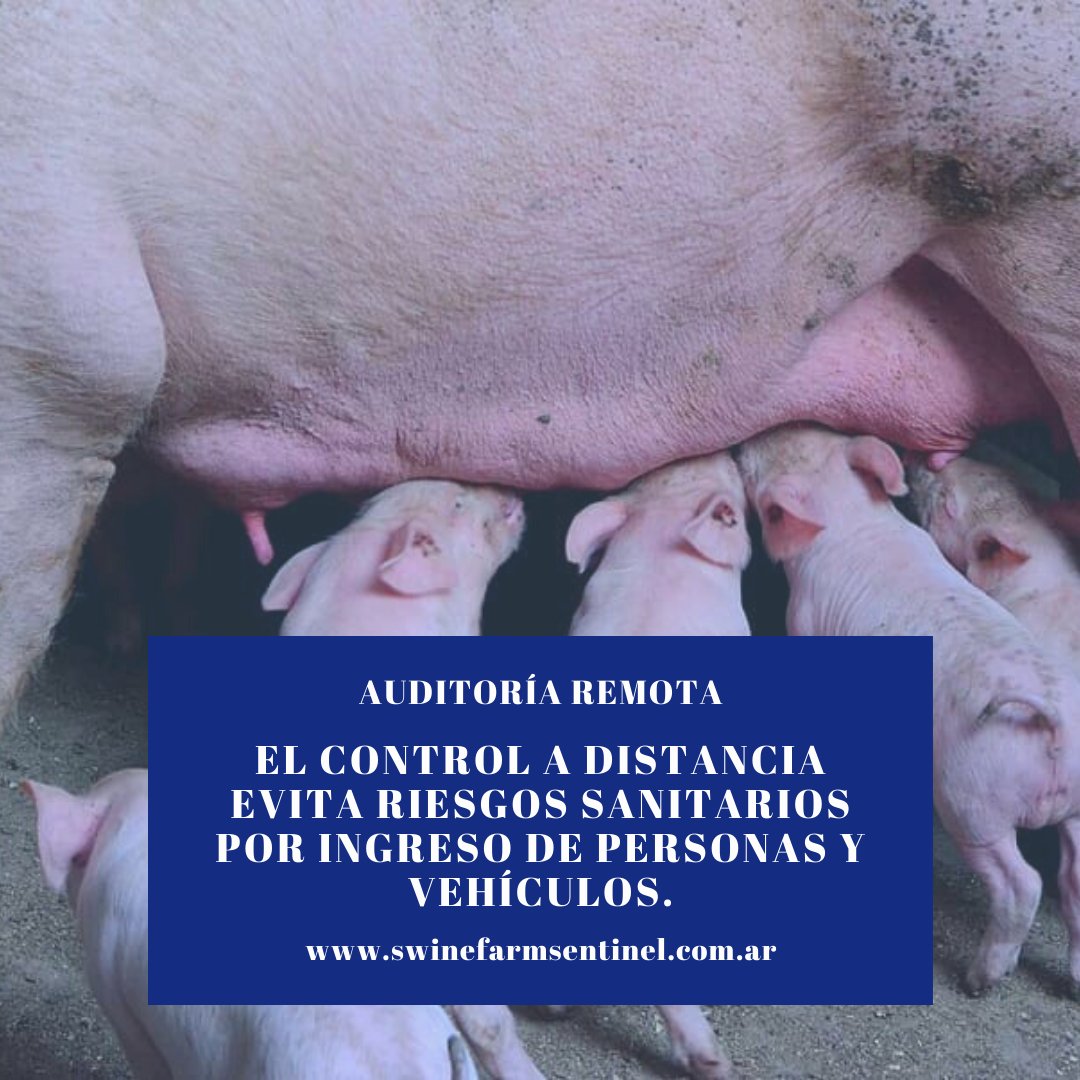 SFarmSentinel's tweet photo. Auditoría remota para granjas de cerdos.
https://t.co/95SUfeVCuP 
Link en Bio. Contacto 341 6393394 

#AuditoriaRemota #GranjasPorcinas #Tecnología #Cerdos #SwineFarmSentinel #Sentinel https://t.co/iBLSKLuPB3