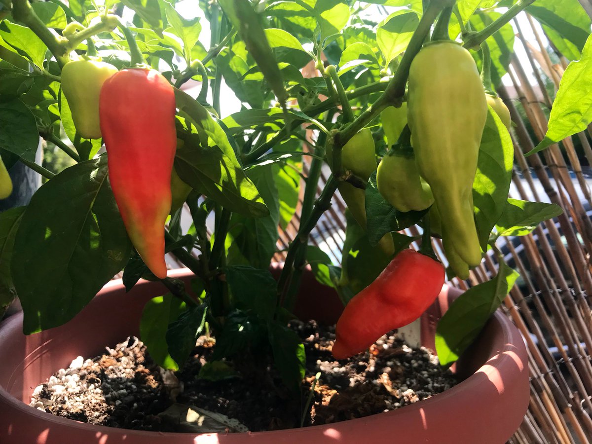 CocinaCaliMex's tweet photo. The Tiger Teeth and 7 pot bubblegum peppers are nearly ripe! Coming your way two weeks from tonight in Glendale! https://t.co/LfbGvGqs6e