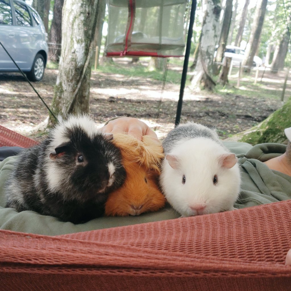 Rio Cap2anzu Twitter