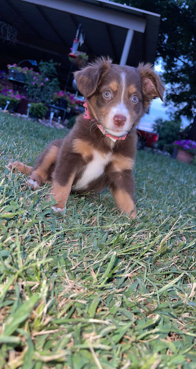 kkatiebbaker's tweet photo. Thought I would bless everyone with pictures of my sweet Jolene💕 https://t.co/djhV0NrEih