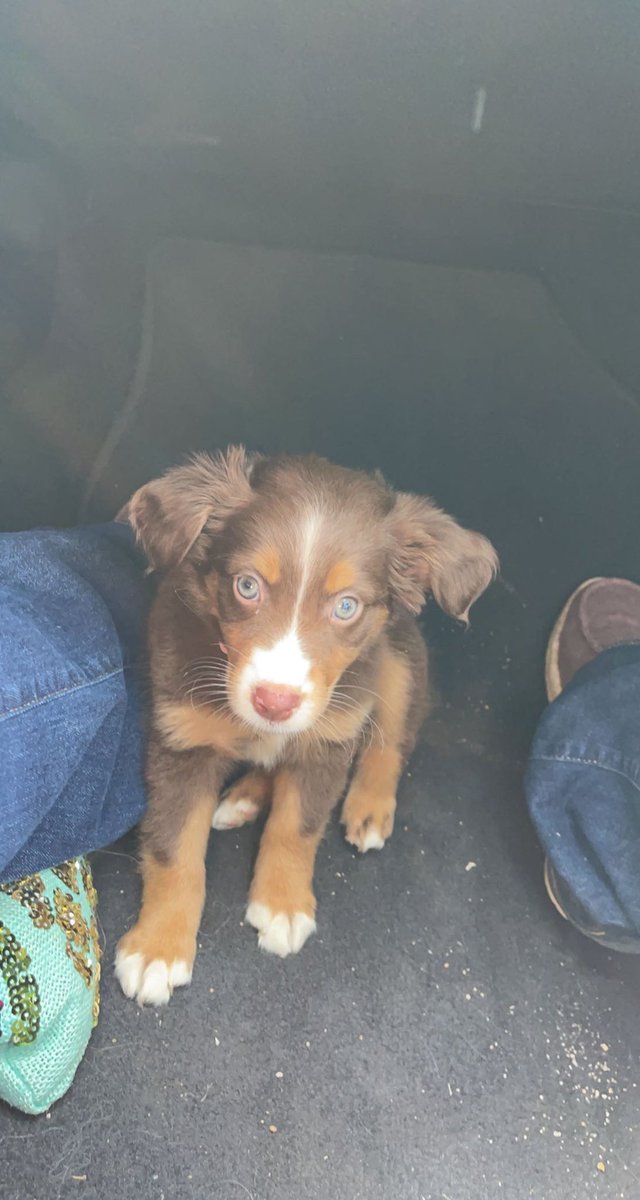 kkatiebbaker's tweet photo. Thought I would bless everyone with pictures of my sweet Jolene💕 https://t.co/djhV0NrEih