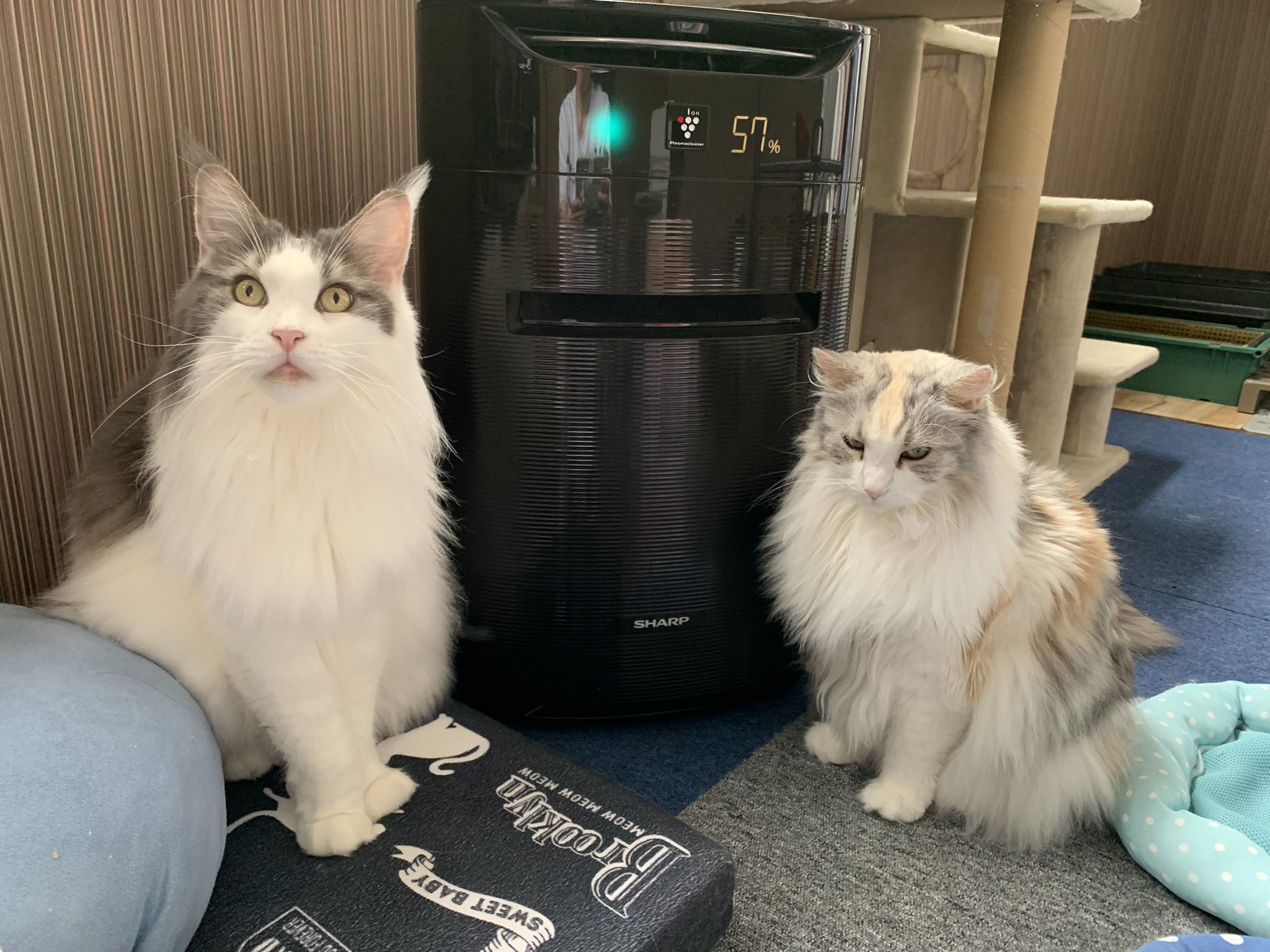 猫カフェ Mof Mof お店貸切 緊急事態宣言中は 1組毎の貸切 メインクーン専門猫カフェが貸切で満喫出来ます もっふもっふのふっかふっかが誰にも邪魔されずに見れるんです 遠方の方には申し訳ありませんが 近隣のお客様は是非完璧な予防対策の上ご来店