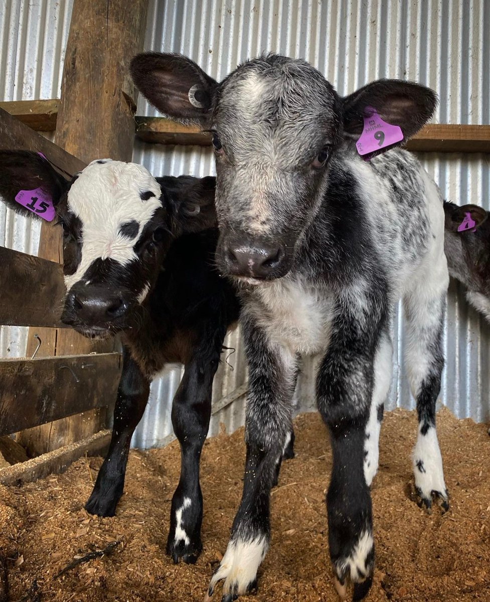 hourly cows (@hourlycows_) on Twitter photo 