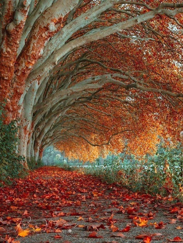 SubRosaMagick's tweet image. Tree Tunnel in Essen, Germany
#FallPlans #Autumn #autumnfalls
