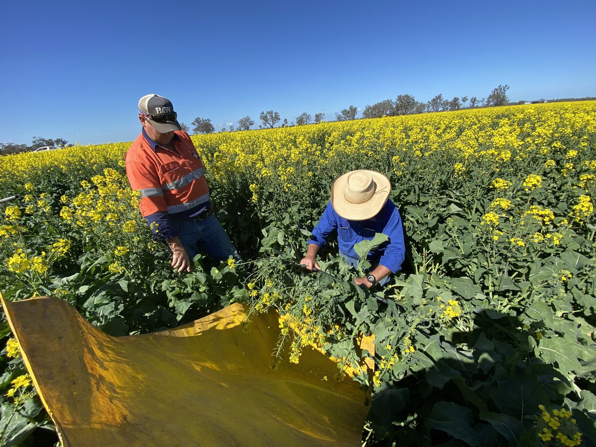Canola looking 👌🏻👌🏻👌🏻

Checking for any aphids and budworms