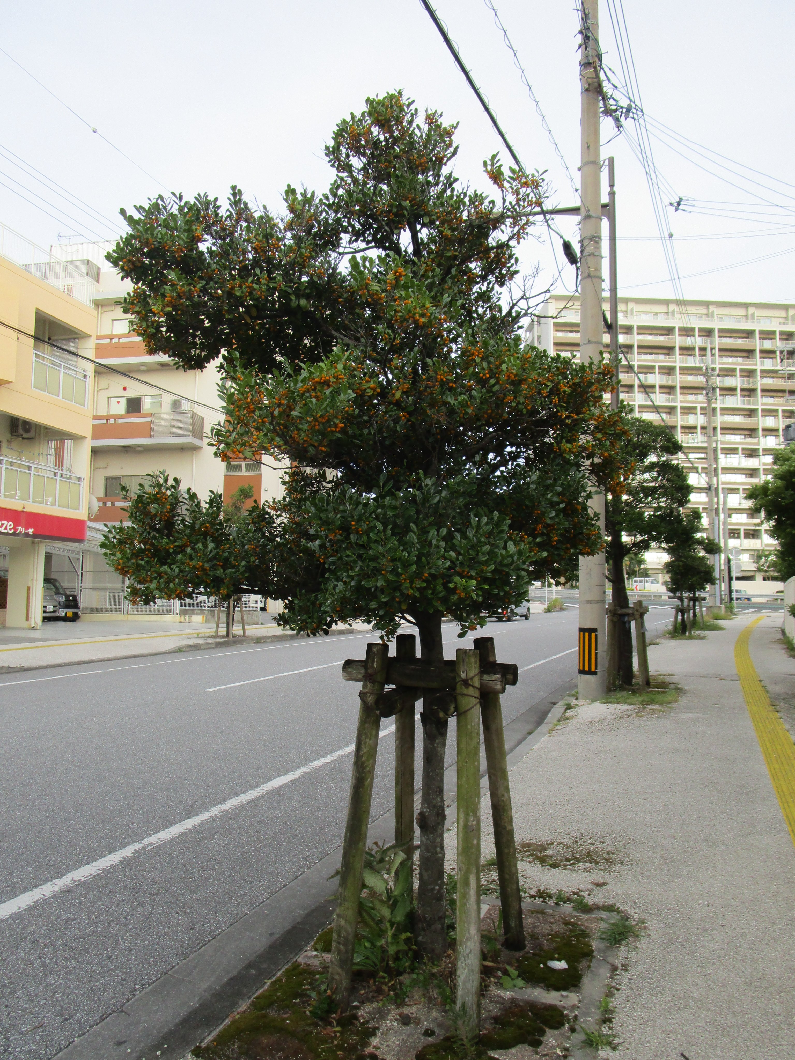 きれいな沖縄 クロキ 沖縄方言クルチ にコウモリが好きな黄色い実がいっぱいついてます 和名はリュウキュウコクタン 琉球黒檀 カキノキ科 本土のクロキとは別ものです 街路樹でも庭木でもよく見かけますね この木で作られたサオの三線