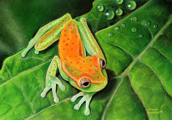 PaintedBasket's tweet photo. New artwork for sale! - "Poison Dart Frog" - https://t.co/CNO8ei55XC @fineartamerica https://t.co/vm31JQZyBu