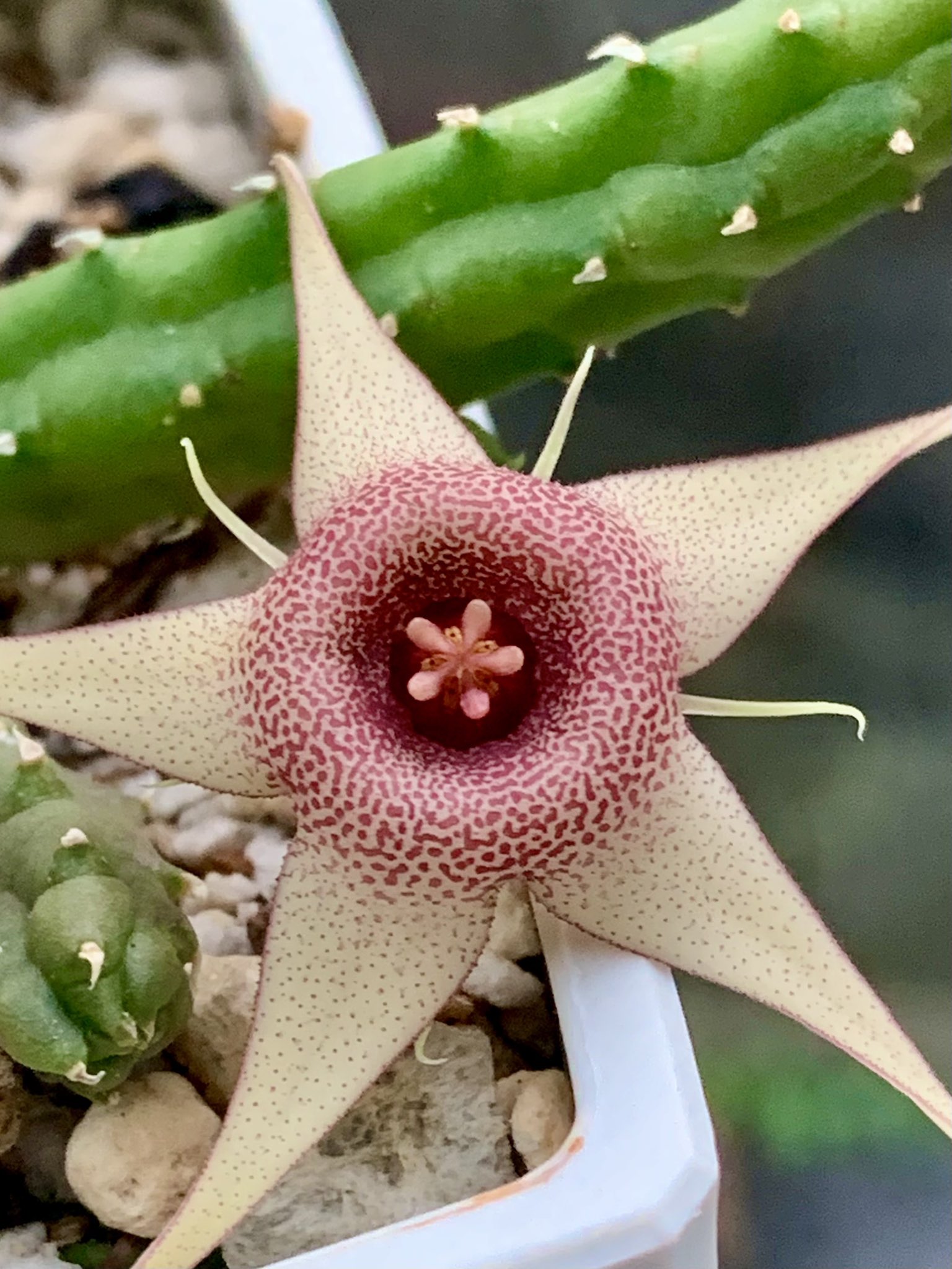 ニシゴロウ 長雨に気を取られている間にガガイモの花が咲いてたわ ｵｯ ピスタチオブームに乗り買ってみたよ 多肉植物 ピノ T Co Vqwbiymkrf Twitter