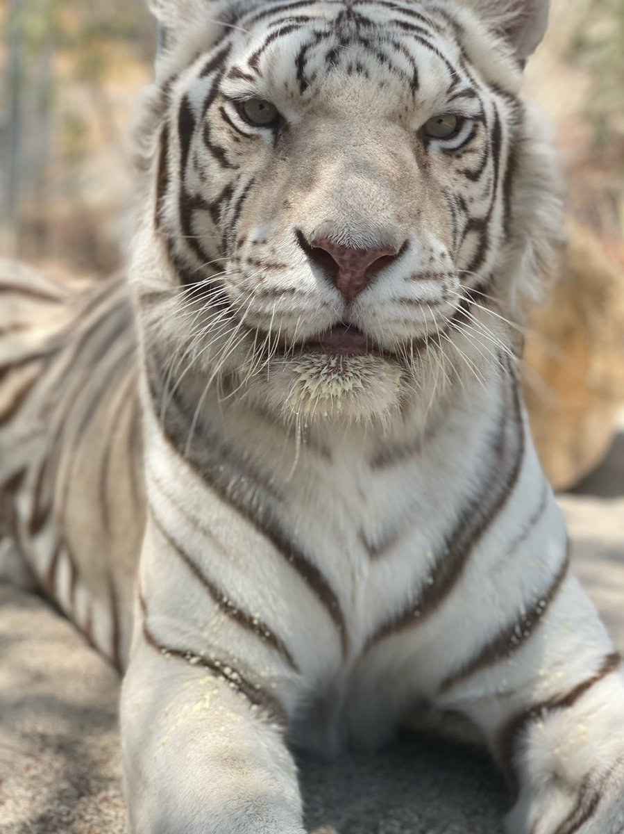 Happy #TigerTuesday from our White Tiger Ambassador, Ziyka!