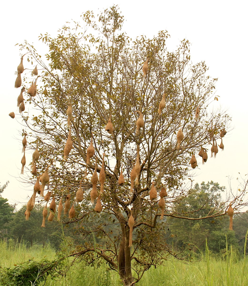 A multi-level housing society in the Forest !!
#Nature #BayaWeaver #Birdwatching #IndiAves