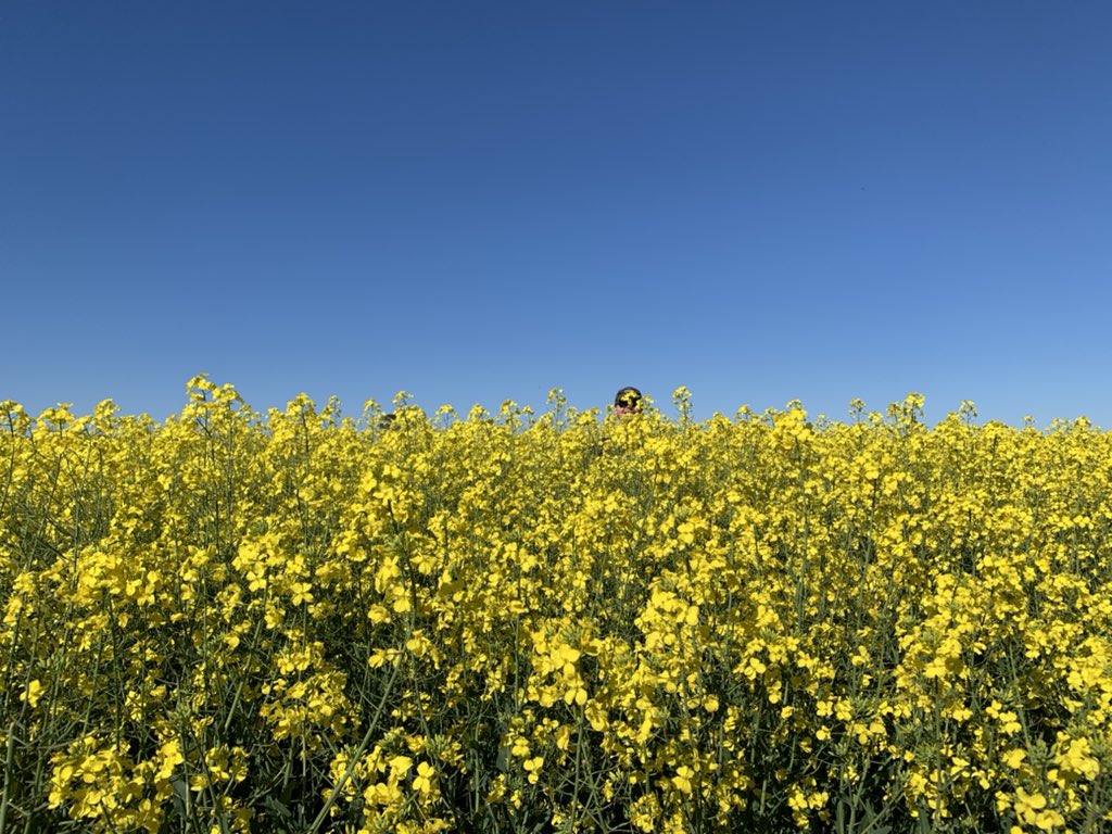 LilJHoff's tweet photo. My latest Twitter challenge inspired by @callydupe. #getyacanolaout how tall is yours? This is our crop near Muntadgin in the wheatbelt of WA. Lots of happy farmers out our way after a winter of cold fronts! #agchatoz https://t.co/9YGQ9uFK1U